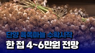 [자막뉴스] 단양 육쪽마늘 수확 시작...한 접 4~6만원 전망