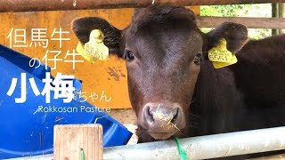 但馬牛の仔牛 小梅ちゃん【六甲山牧場】ちっちゃな赤ちゃん牛だった小梅ちゃんが大きくなったよ