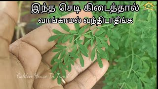 Ruta Graveolens/Aruvatha/அருவதாம் பச்சை/பராமரிப்பும் மருத்துவ குணங்களும்