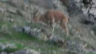 Բեզոարյան այծերը Շատինում, 15.04.2012, Armenia, Shatin, Bezoarian goat