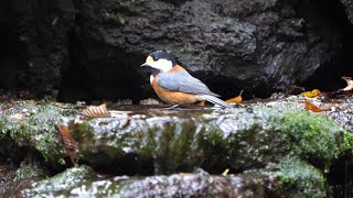 山中湖 大洞の泉のヤマガラの水浴び　その７３（4K60P動画）