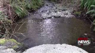 Thurston County launches fish-passage barrier removal project