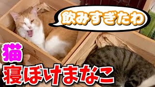 飲み会の翌日に起こされて寝ぼけ眼のぬこ様はこちら【猫/DaiGo切り抜き】