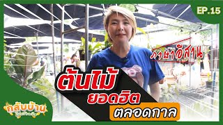 กลับบ้านไปสร้างเงิน [EP.15] ต้นไม้มงคลยอดฮิตตลอดกาล (ภาษาอีสาน)