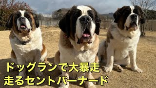 【超大型犬セントバーナード】ドッグランで大暴走するセントバーナード