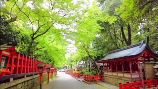 4K HDR Kyoto Japan walk〡Beautiful relax Japanese shrine. 京都八坂神社散策　ASMR