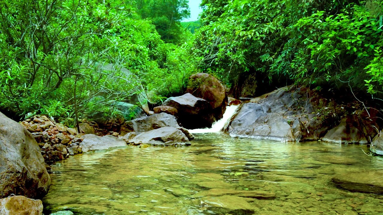 Forest Symphony Peaceful Birds Chirping Clear Sound Youtube