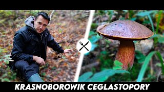 Krasnoborowik Ceglastopory - czerwony brat prawdziwka!