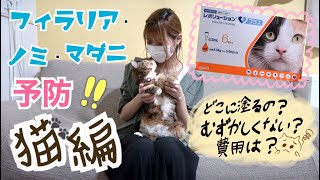 自宅で猫にフィラリア\u0026ノミダニ予防薬を投与！費用も公開！