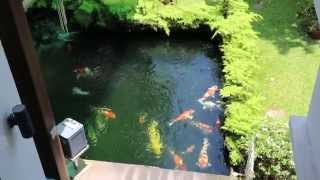 koi360.com: crystal clear water and premium koi quality