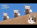 Cat Meows That Will Make You Smile | Cat Voice Sound