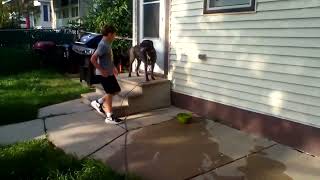 Milo plays fetch