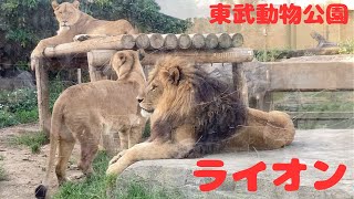 仲良し❣️トーゴくん＆アレちゃん＆アニモちゃん　[東武動物公園]ライオン