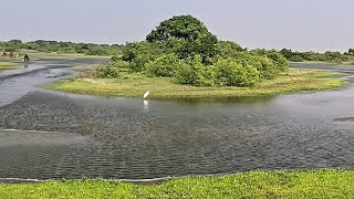 வேதாரண்யம் வழியாக கோடியக்கரை / kodiyakarai wild life sanctuary #travel