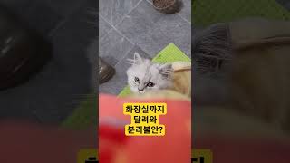 화장실까지 따라와 꼭와서 한마디한다?왜그러는걸까?