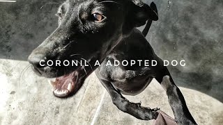 Coronil A Adopted Dog कोरोनिल एक गोद लिया कुत्ता