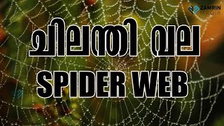 AMAZING SPIDER WEB ചിലന്തി വല