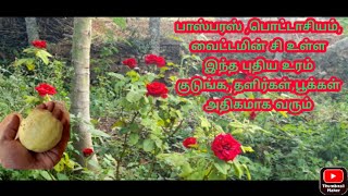 செலவில்லாத இந்த புதிய உரம் குடுங்க/zero budget fertilizer/rose fertilizer/free fertilizer/garden