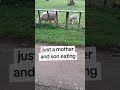 just a mother and son eating commentary version. sheep mothersheep babysheep lamb commentary