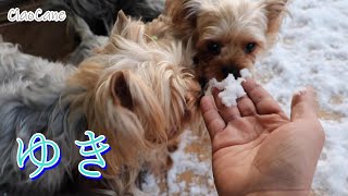 雪が降ったよ！ムム助初体験！【ヨークシャーテリア専門犬舎チャオカーネ】