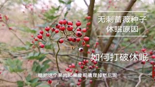 无刺蔷薇种子红了，直接播种不发芽？教大家如何打破休眠和播种