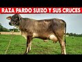 🔴 Pardo Suizo Y Sus CRUCES Rentabilidad Y Funcionalidad En UNA RAZA✅ Vacas Lecheras  Doble Propósito