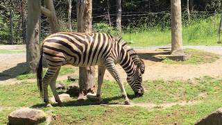 草を食べるシマウマ 天王寺動物園ののどかな風景 Zebra is eating grass in Tennoji zoo