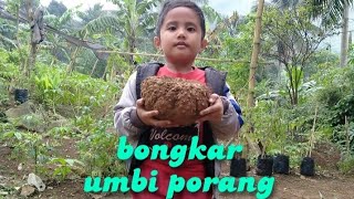 bongkar umbi PORANG