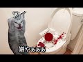 【猫ミーム】アワビから血が止まらなくなった泡姫の末路が悲惨過ぎる...＃猫マニ＃猫ミーム