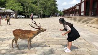 2018.07.16奈良公園會敬禮的鹿