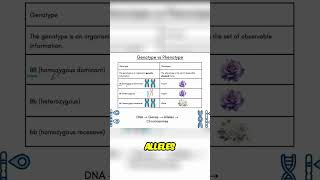 Genotype vs Phenotype: Decoding Your DNA