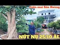 SBSG lá lớn nút thưa lá nhỏ nụ nhặt có đúng k? 25/10âl tham quan vườn mai Sáu Hoàng sau căn biệt thự