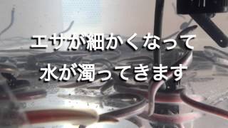 水換えをしない水槽管理技術ＢＣＳ養殖法