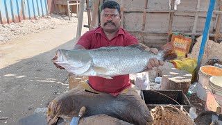 REAL KODUVA MEEN FISH CUTTING IN KASIMADU