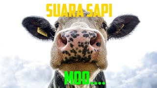 SUARA SAPI MOO..MOO..