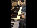 cat plays mozart rondo alla turca on piano