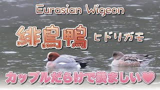 野鳥 Eurasian Wigeon 緋鳥鴨 ヒドリガモ　カップルだらけで羨ましい♡