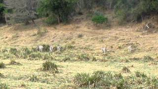 South Africa Safari - Synchronized Zebra Tail Swishing