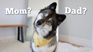 My Husky Tells Pet Psychic Who She Loves More..