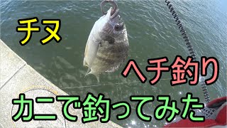 カニでチヌを釣る　「ヘチ釣り」