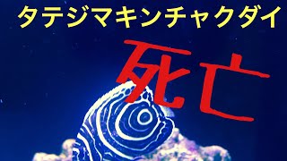 悲報タテジマキンチャクダイ死亡⁉️