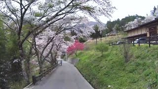 2016年4月山梨・長野 No,09 与田切公園より駒つなぎの桜へ