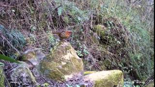 Ereagle trail outdoor video