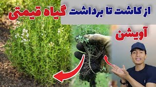 روش کاشت پرورش و برداشت گیاه قیمتی آویشن | آویشن به دیدن شما چه فایده دارد و چگونه استفاده می‌شود ؟