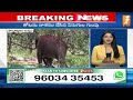 పార్వతీపురం మన్యం జిల్లాలో ఏనుగుల హల్చల్ elephants hulchul in parvathipuram inews