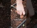 How to plant GARLIC