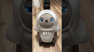 【LOVOT】どこでもよく寝るタイプのAIロボット #ラボット