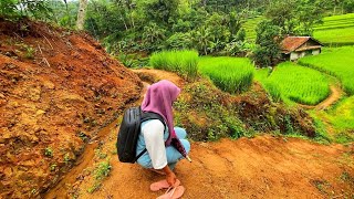 Suasana Sore Di Kampung Yang Tenang, Setelah Hujan Mengguyur Kampung Yang Indah, Pedesaan Jawa Barat
