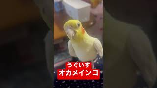 【うぐいす】オカメインコでホーホケキョ #shorts #cockatiel #オカメインコ #ペット #bird #parrot #ルチノー