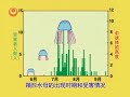 小心它们！！海中的危险生物 如何安全地享受大海 箱形水母版（気をつけよう！！海のキケン生物～海を安全に楽しむために～ハブクラゲ版）